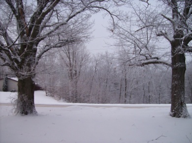 Two trees on a snowy winter day