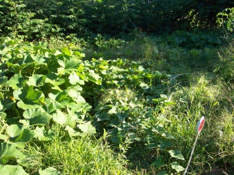 Garden Abundance