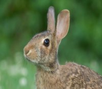 brown rabbit