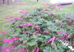 Bleeding Hearts Flowers