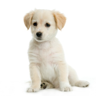 Lab puppy sitting down