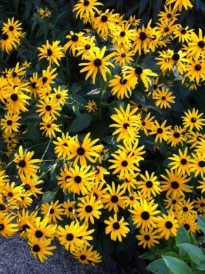 Yellow Daisy