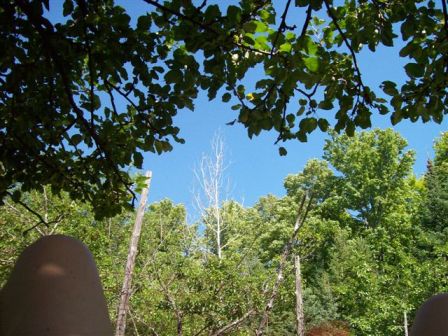 Sky Framed By Trees