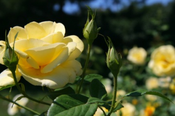 Yellow roses growing outside