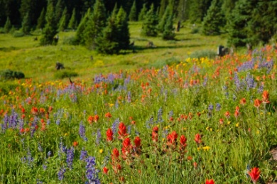 Colorful meadow with pine trees