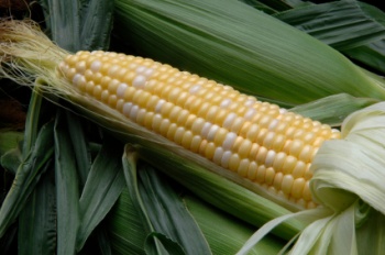 Growing Good Corn Inspirational Story