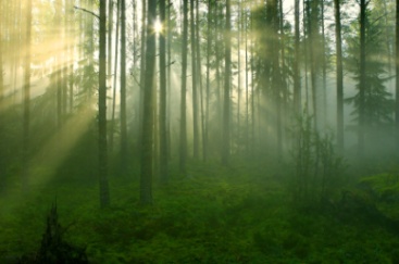 Sunlight among the trees in a forest