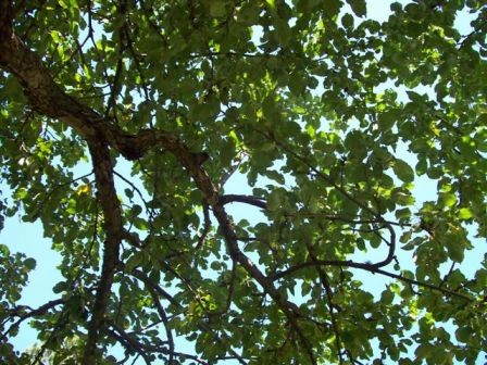 Looking up to see tree leaves and branches