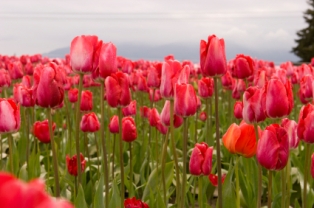 Field of Red Tulips