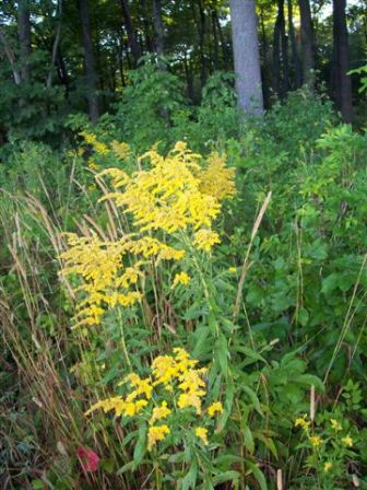 Yellow wild flowers next to a forest