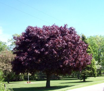 Large and beautiful tree with purplr leaves