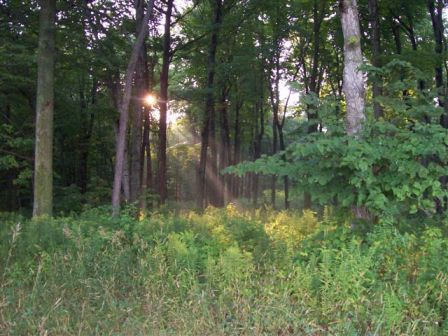 Sun shining through tree trunks