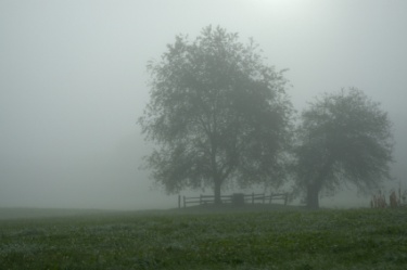 Two yrees on a foggy day