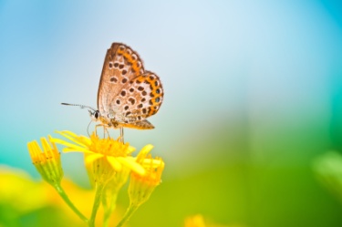 Butterfly on flower, both yellow